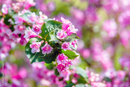 pink weigela blooms in the Botanica