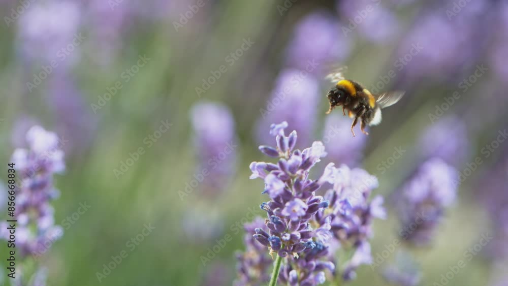 Close up of bumble-bee flying and collecting nectar pollen around garden lavender flowers . Super slow motion filmed at 1000 fps. Close up of bumble-bee flying and collecting nectar pollen around garden lavender flowers . Super slow motion filmed at 1000 fps.