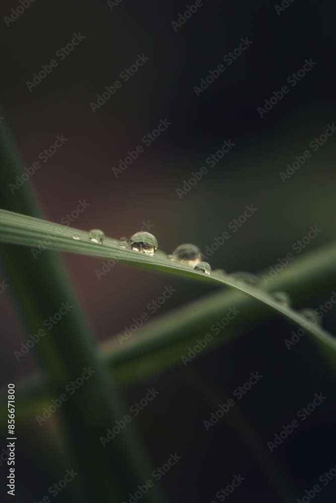 Raindrop on the leaf in the rainy day Raindrop on the leaf in the rainy day