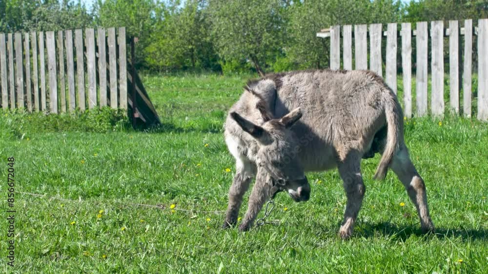 A donkey eats grass in a field. A pet grazes on farm meadows. A donkey eats grass in a field. A pet grazes on farm meadows.