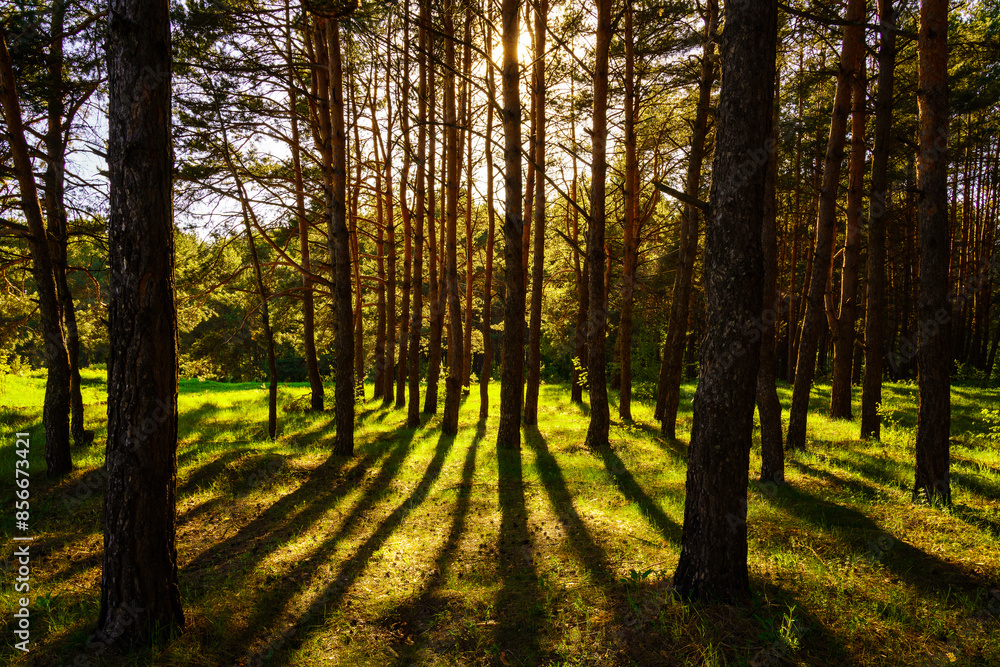 Sunbeams streaming through the pine trees and illuminating the young green foliage on the bushes in the pine forest in spring. Sunbeams streaming through the pine trees and illuminating the young green foliage on the bushes in the pine forest in spring.