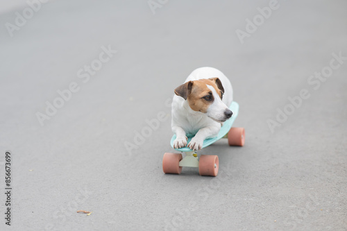 Jack Russell Terrier dog rides a penny board in the park.  photo