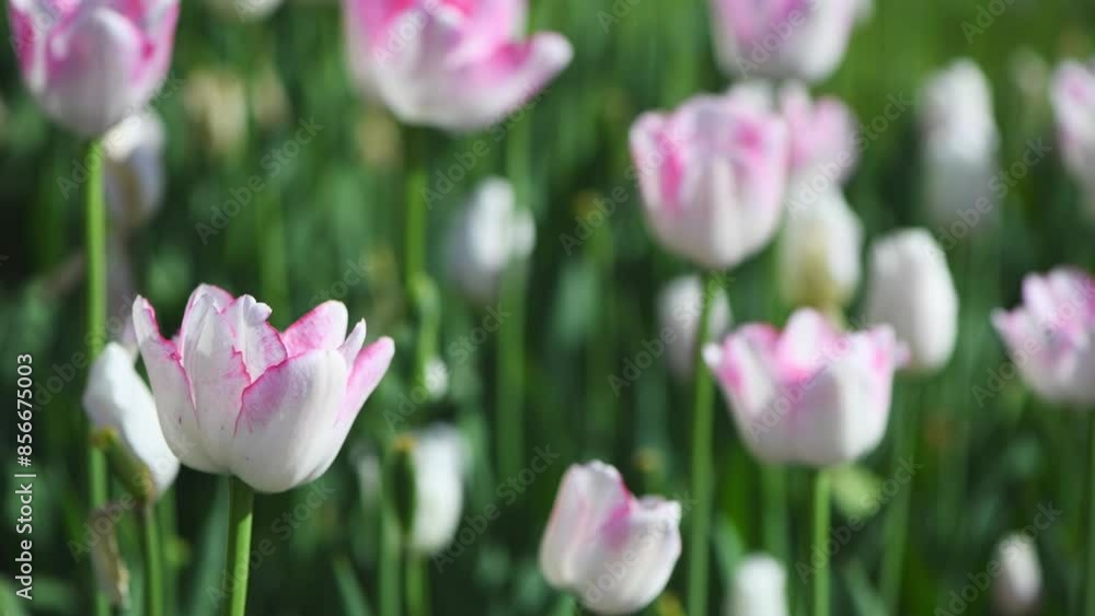 lots of beautiful delicate white pink tulips, spring natural background, footage, calm, peaceful atmosphere lots of beautiful delicate white pink tulips, spring natural background, footage, calm, peaceful atmosphere