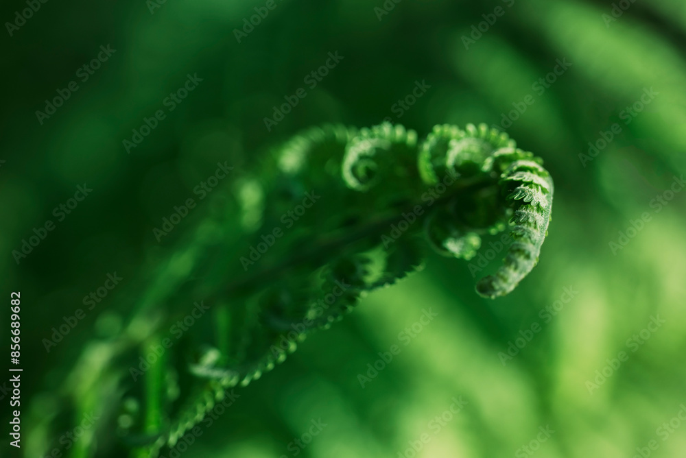 Natural green background from fern leaves Natural green background from fern leaves