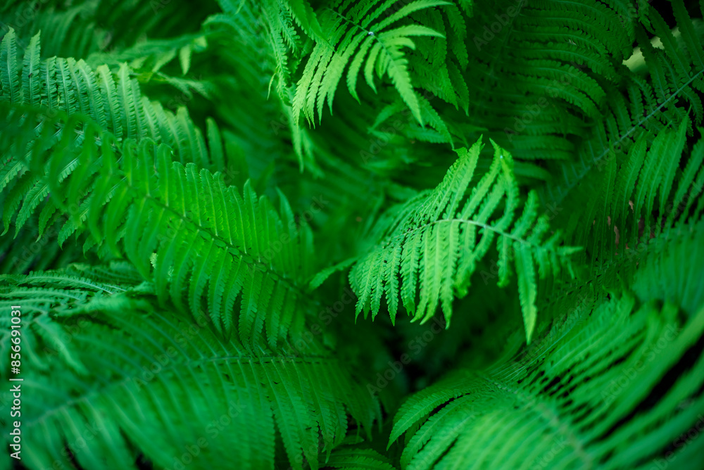 Natural green background from fern leaves Natural green background from fern leaves