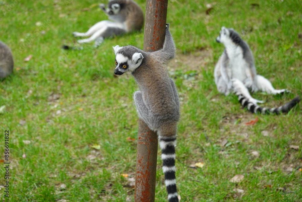 Fototapeta premium Baby Lemur on a pole