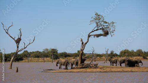 a breeding herd of African elephants at the waterhole