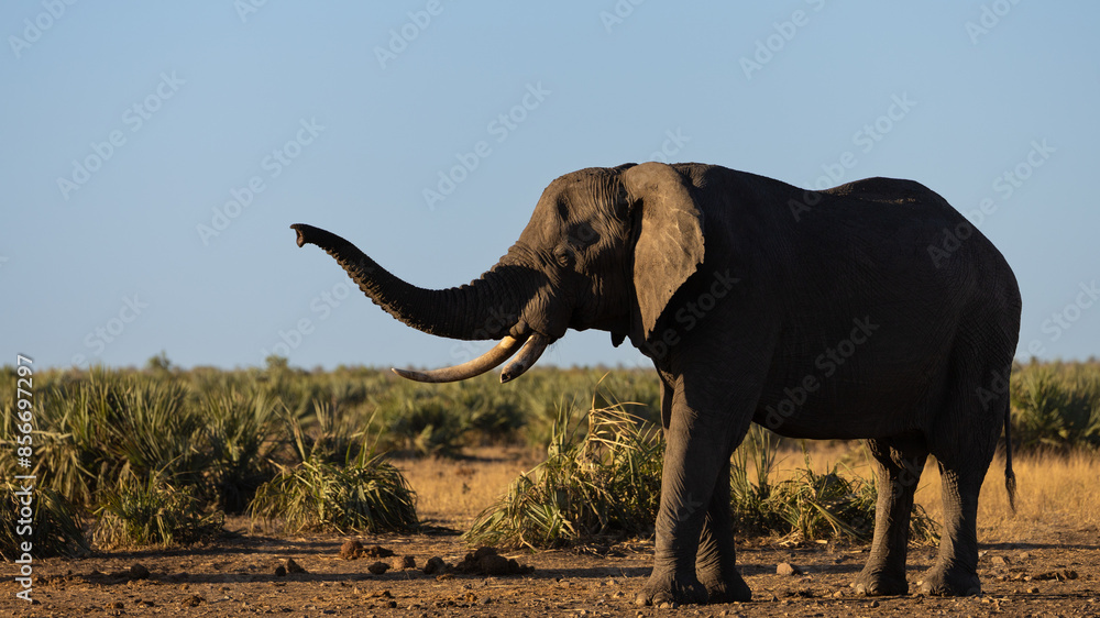 Fototapeta premium a big african elephant bull 