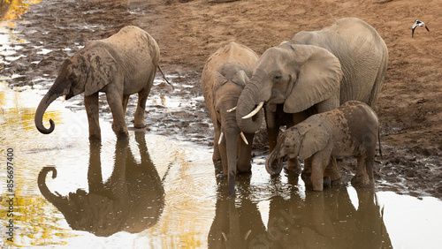 African elephants drinking water at the waterhole