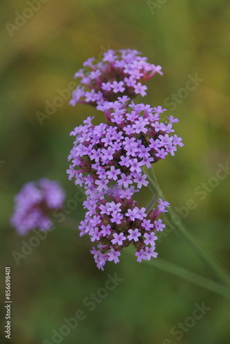 close up of a verbena 