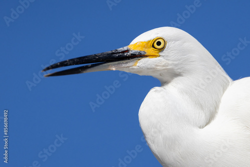 Close-up of a beautiful Snowy Egret (egretta thula).