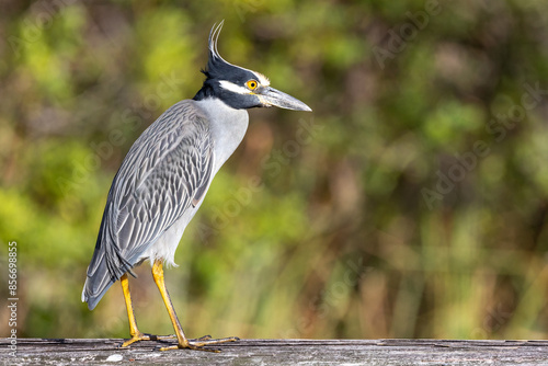 Yellow-crowned Night Heron (Nyctanassa violacea) perching on guard rail.