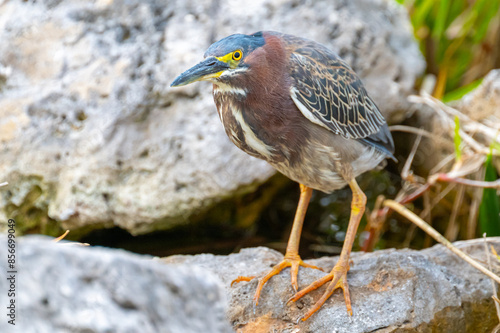 A wild adult Green Heron (Butorides virescens) hunts for small crabs among the rocks on a Florida river bank.