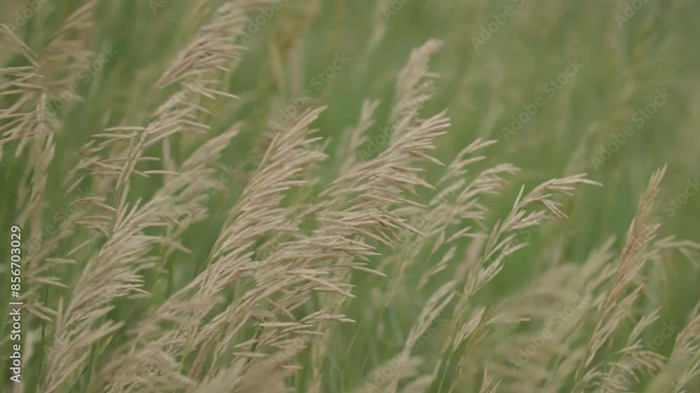 Colorado Grasses, Cool Season Grasses in Open Meadow, Livestock Grazing Grasses Colorado Grasses, Cool Season Grasses in Open Meadow, Livestock Grazing Grasses