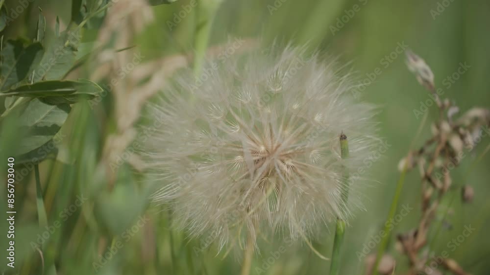 Dandelion in Boulder Colorado, Large Dandelion Blossom, Wildflowers of Colorado Dandelion in Boulder Colorado, Large Dandelion Blossom, Wildflowers of Colorado