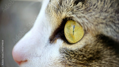 Close up eye of a cat with blur background