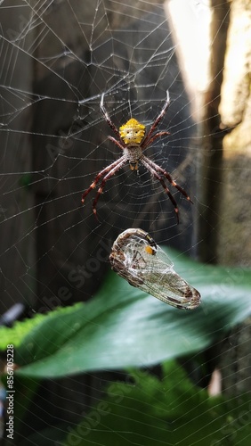 a spider has caught its prey