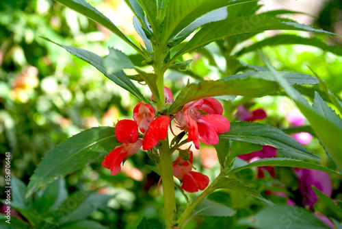 Impatiens balsamina, garden balsam, rose balsam, touch-me-not or spotted snapweed photo