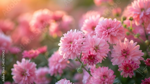 The Pink Chrysanthemum Blossoms