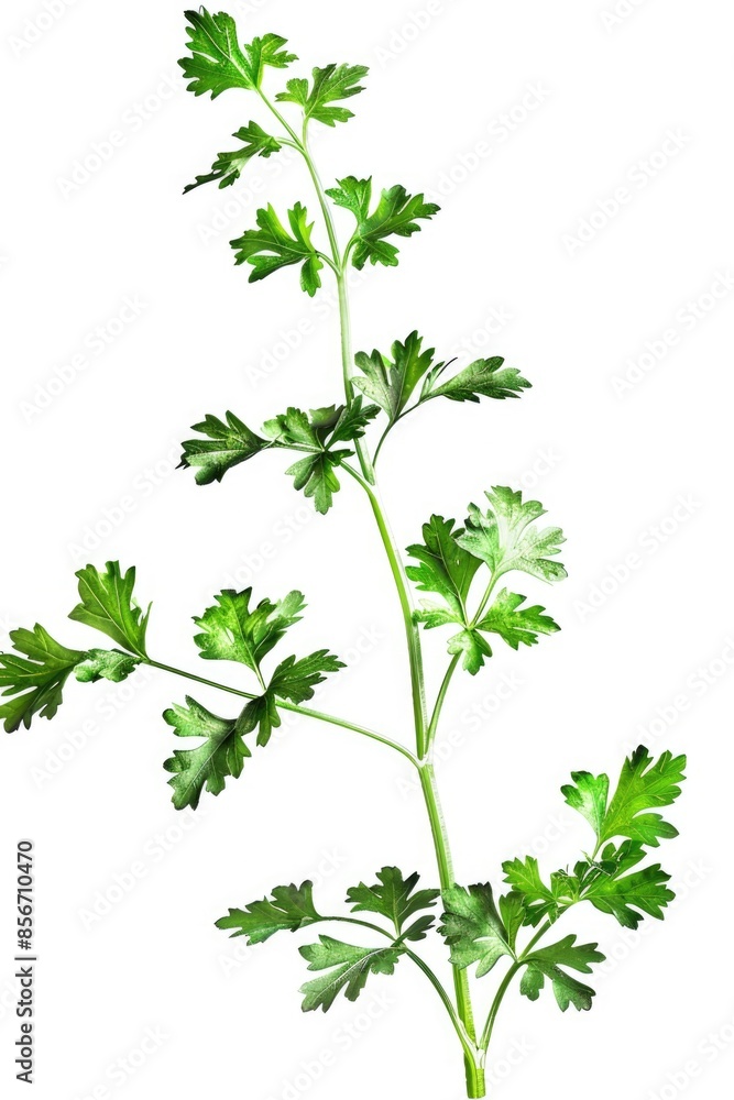 A single sprig of parsley sits on a plain white background, ready for use in various contexts A single sprig of parsley sits on a plain white background, ready for use in various contexts
