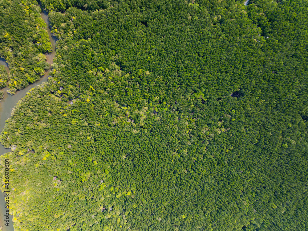 Amazing abundant mangrove forest, Aerial view of forest trees Rainforest ecosystem and healthy environment background, Texture of green trees forest top down, High angle view Amazing abundant mangrove forest, Aerial view of forest trees Rainforest ecosystem and healthy environment background, Texture of green trees forest top down, High angle view