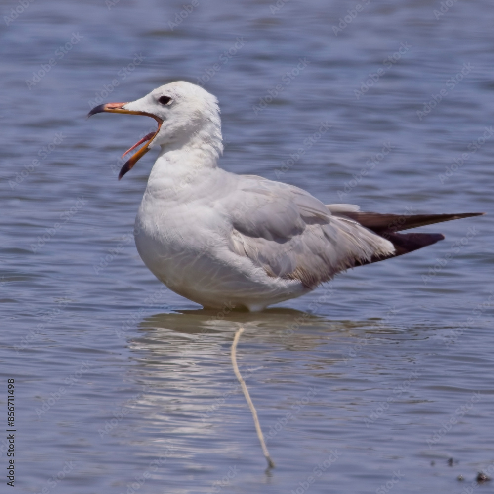Audouin's Gull, (Ichthyaetus audouinii), near adult standing in water, gaping, Mouth of the Guadalhorce Nature Reserve, Malaga, Andalucia, Spain. Audouin's Gull, (Ichthyaetus audouinii), near adult standing in water, gaping, Mouth of the Guadalhorce Nature Reserve, Malaga, Andalucia, Spain.