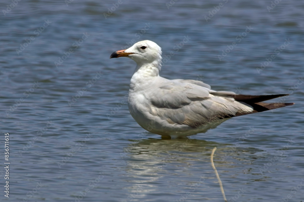 Audouin's Gull, (Ichthyaetus audouinii), near adult standing in water, Mouth of the Guadalhorce Nature Reserve, Malaga, Andalucia, Spain. Audouin's Gull, (Ichthyaetus audouinii), near adult standing in water, Mouth of the Guadalhorce Nature Reserve, Malaga, Andalucia, Spain.