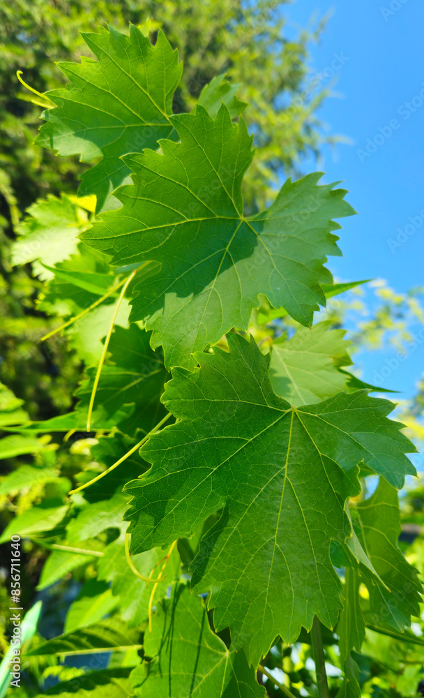 Branch of grapes with green fresh leaves against blue sky Branch of grapes with green fresh leaves against blue sky
