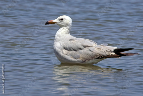 Audouin's Gull, (Ichthyaetus audouinii), near adult standing in water, Mouth of the Guadalhorce Nature Reserve, Malaga, Andalucia, Spain. photo