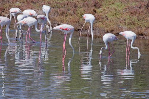 Greater Flamingoes (Phoenicopterus roseus), standing and feeding in a lake, Mouth of the Guadalhorce Natural Park, Malaga, Andalucia, Spain.