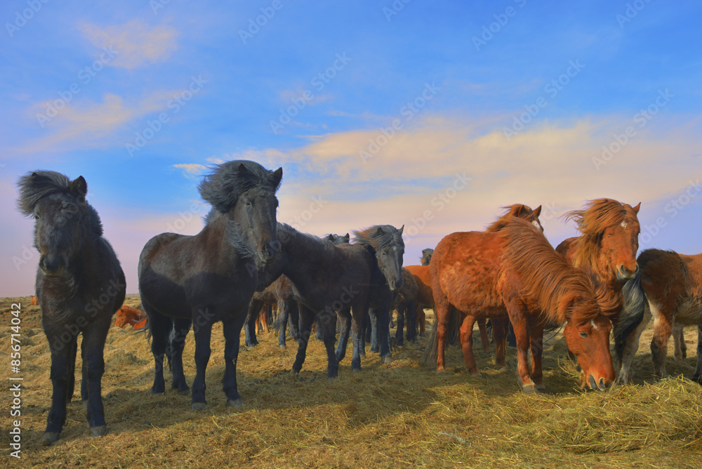 Icelandic horses on field in spring time