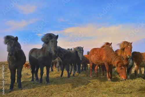 Obraz na płótnie Icelandic horses on field in spring time w salonie