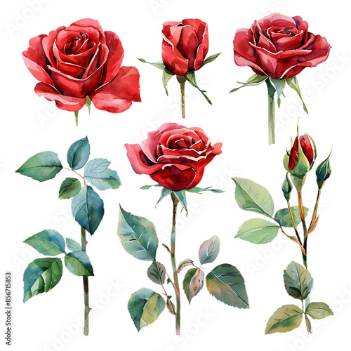 Set of red rose flower and elements - leaves, buds on transparent background. Watercolor illustration for Valentine day, Mother day, wedding, save date card, birthday or anniversary poster