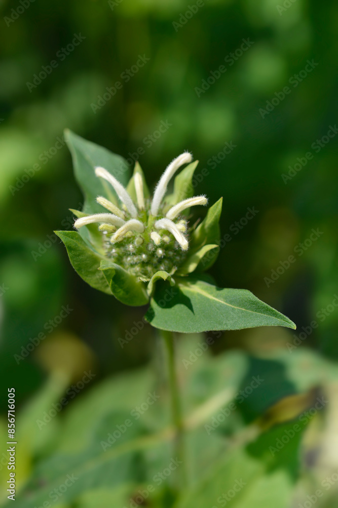 Bee balm Bee-Bright flower Bee balm Bee-Bright flower