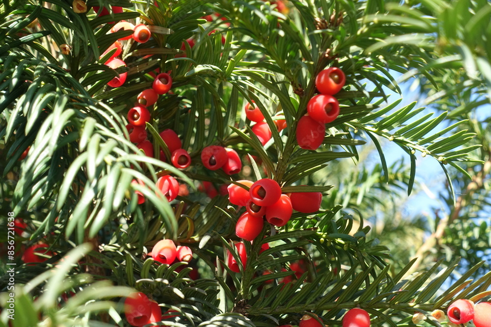 Obraz premium Closeup of red berries of common yew in October