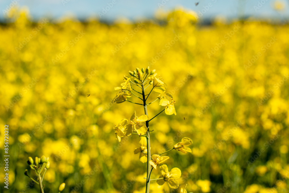 blooming rapeseed field in Munich blooming rapeseed field in Munich