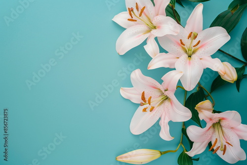 Bright pink lilies with green leaves on a turquoise background
