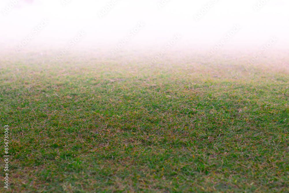 field of grass with white light coming from one side field of grass with white light coming from one side
