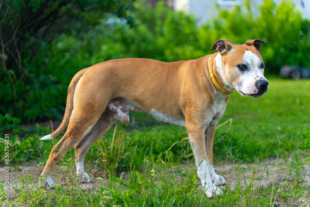Strong and Alert American Staffordshire Terrier with Yellow Collar in Nature. Handsome Brown and White Dog Standing on Green Grass Strong and Alert American Staffordshire Terrier with Yellow Collar in Nature. Handsome Brown and White Dog Standing on Green Grass