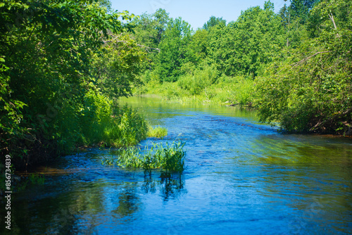 Idyllic River Flowing in a Green Forest. Calm Stream with Lush Vegetation on a Summer Day.