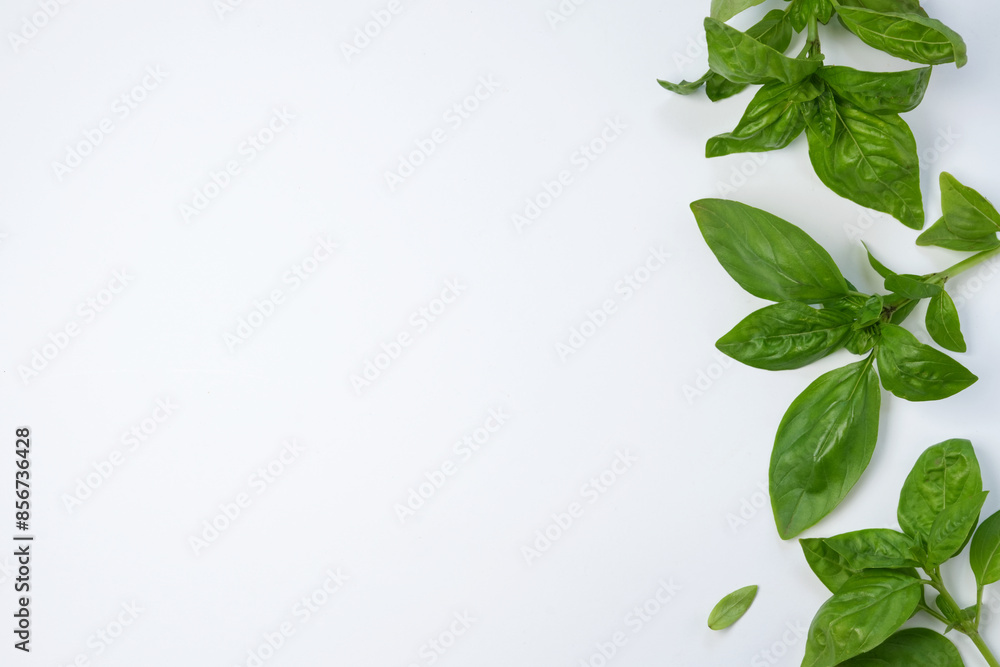 Frame with fresh basil herbs on white background. Top view, flat lay. Space for text. Healthy eating and alternative medicine concept. Frame with fresh basil herbs on white background. Top view, flat lay. Space for text. Healthy eating and alternative medicine concept.