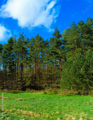 Wild, green meadow in forest. Kashubia Poland. photo