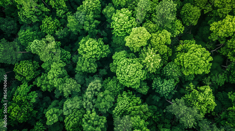 A bird's eye view of the forest, showing the complexity of the ecosystem and the health of the environment. The green mosaic of trees and vegetation represents the harmony of nature A bird's eye view of the forest, showing the complexity of the ecosystem and the health of the environment. The green mosaic of trees and vegetation represents the harmony of nature