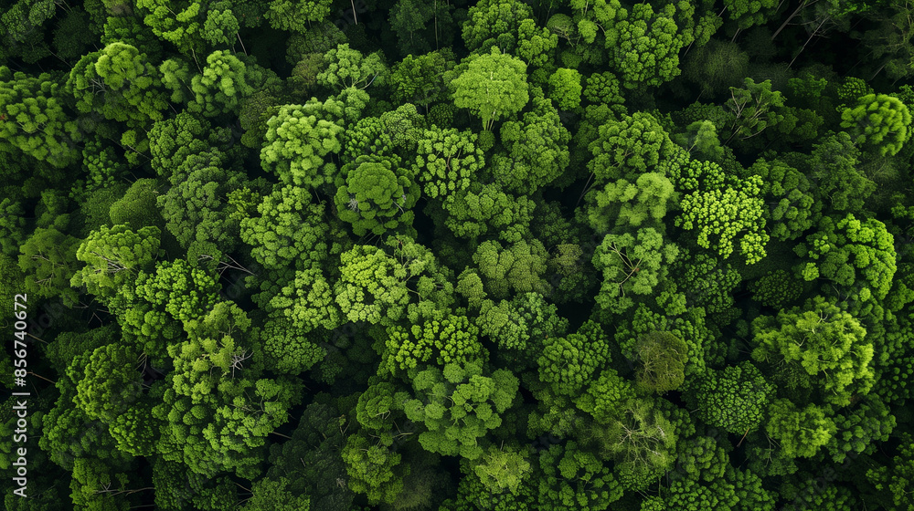 A bird's eye view of the forest, showing the complexity of the ecosystem and the health of the environment. The green mosaic of trees and vegetation represents the harmony of nature A bird's eye view of the forest, showing the complexity of the ecosystem and the health of the environment. The green mosaic of trees and vegetation represents the harmony of nature