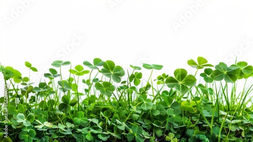 Isolated green grass with the clover leaf on white background,copy space.