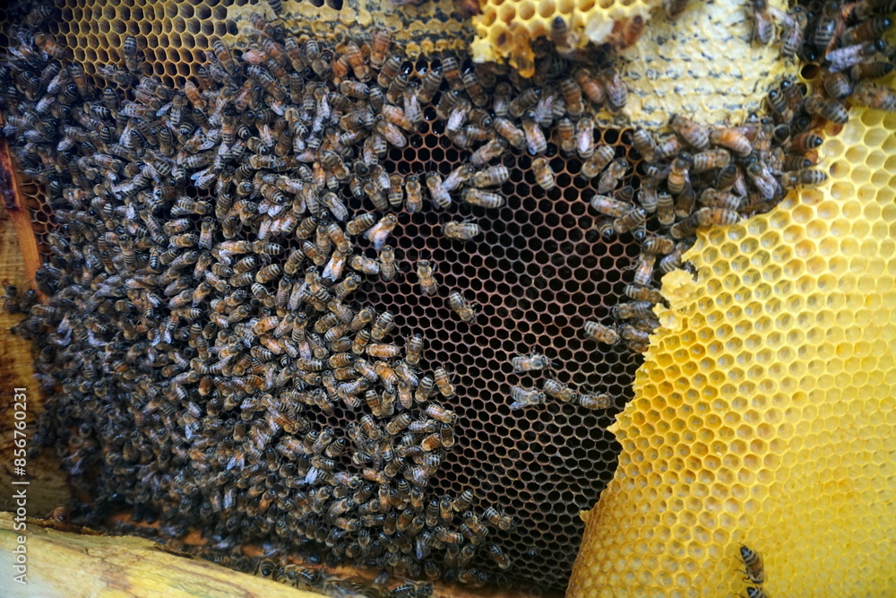 honey comb and a bee working,Close Up Of Bees On Honeycomb In Apiary honey comb and a bee working,Close Up Of Bees On Honeycomb In Apiary