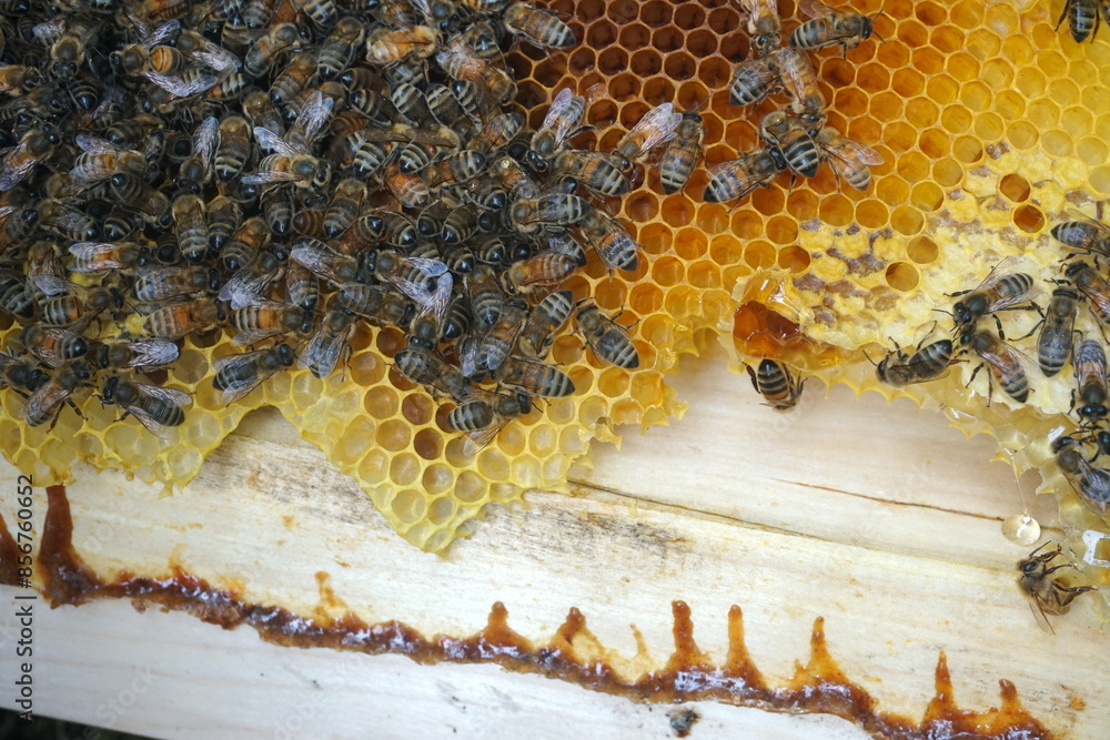honey comb and a bee working,Close Up Of Bees On Honeycomb In Apiary honey comb and a bee working,Close Up Of Bees On Honeycomb In Apiary