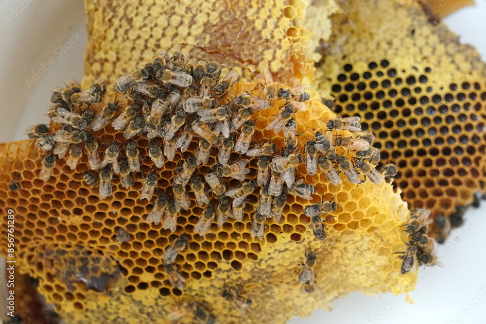 honey comb and a bee working,Close Up Of Bees On Honeycomb In Apiary