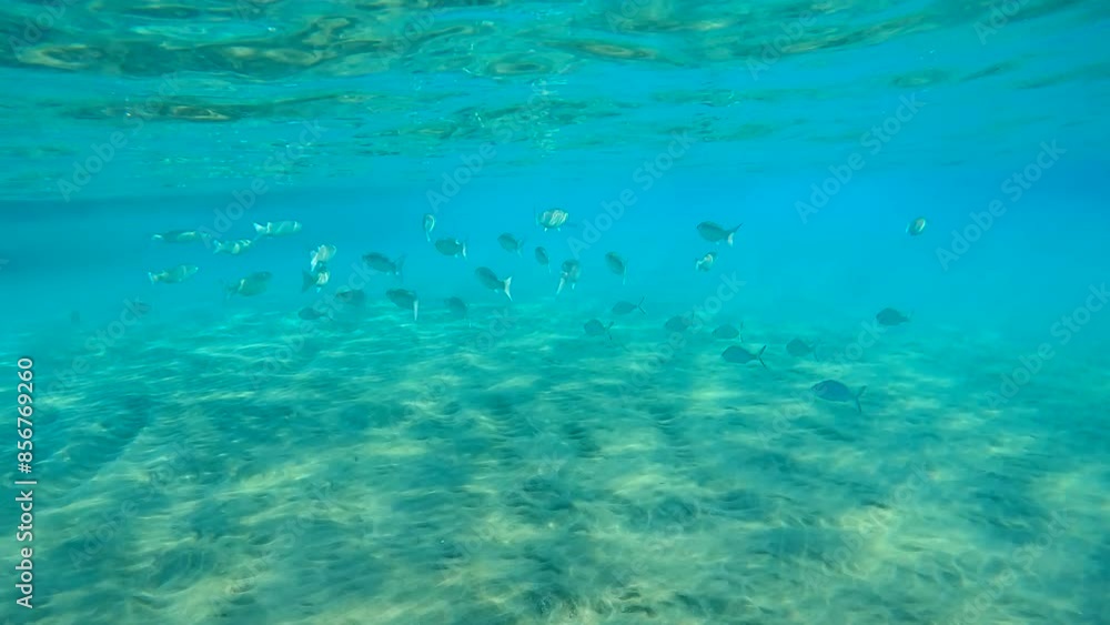 Slow motion, School of Mullet fish swim under surface of water over sandy shallows in sunrays. Shoal of Striped Mullet (Mugil cephalus) floating under water surface Slow motion, School of Mullet fish swim under surface of water over sandy shallows in sunrays. Shoal of Striped Mullet (Mugil cephalus) floating under water surface