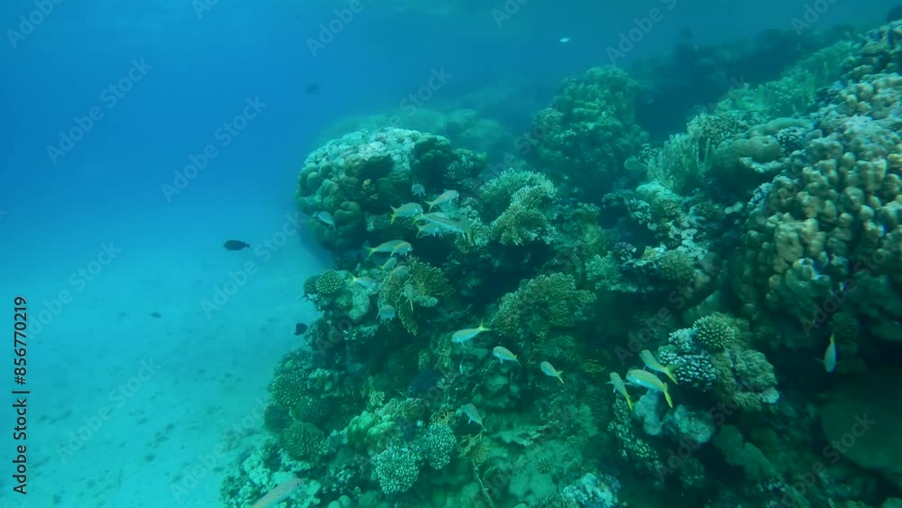 School of Yellow Goat fish swims close to the coral reef, Slow motion. Shoal of Yellowfin Goatfish (Mulloidichthys vanicolensis), Camera moving forwards School of Yellow Goat fish swims close to the coral reef, Slow motion. Shoal of Yellowfin Goatfish (Mulloidichthys vanicolensis), Camera moving forwards